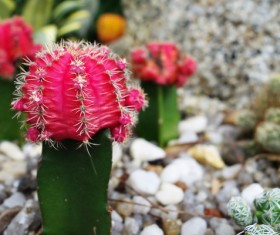 Cactus Stock Photo 02