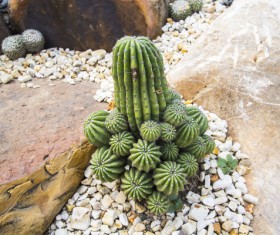 Cactus Stock Photo 03