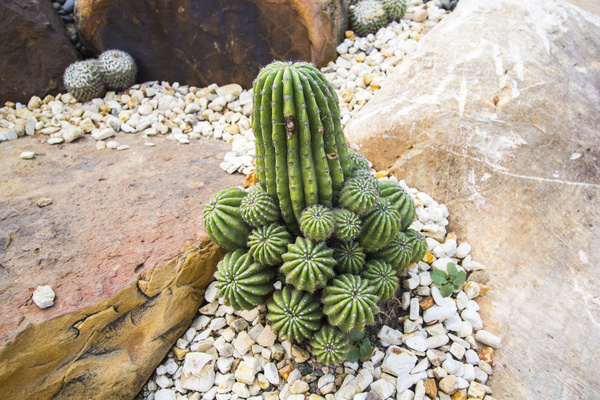 Cactus Stock Photo 03