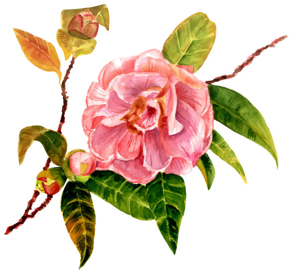 Camellia watercolor hand drawn vector