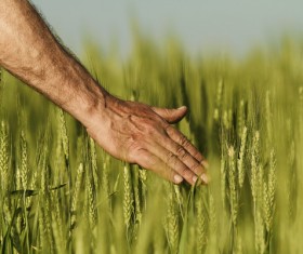 Close-up of hand touching wheat Stock Photo 01