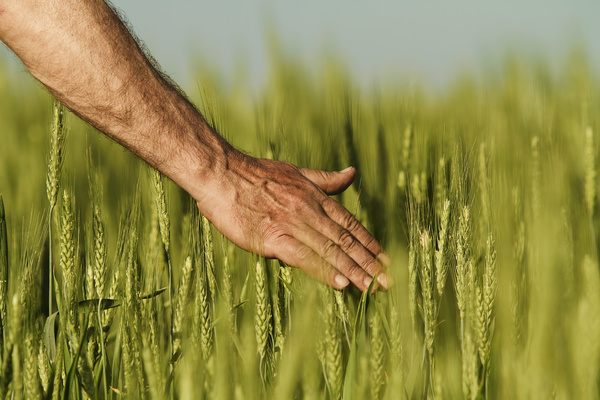 Close-up of hand touching wheat Stock Photo 01