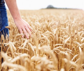 Close-up of hand touching wheat Stock Photo 02