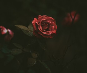 Closeup fresh red rose Stock Photo