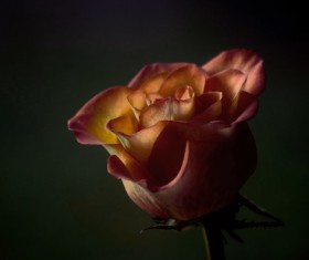 Closeup of beautiful fresh rose Stock Photo