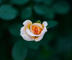 Closeup water drops on rose flower Stock Photo