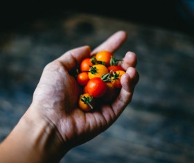 Closeup woman hand holding tiny tomatoes Stock Photo