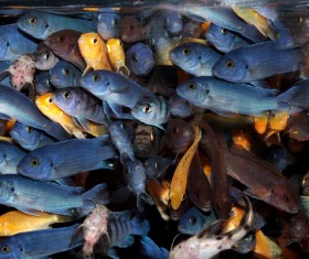 Colored fish crowded together Stock Photo