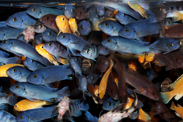 Colored fish crowded together Stock Photo