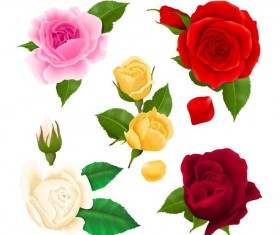 Colored rose illustration vector