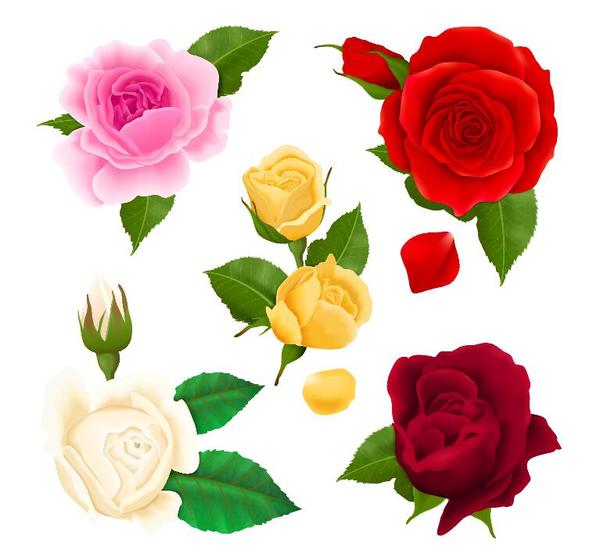 Colored rose illustration vector
