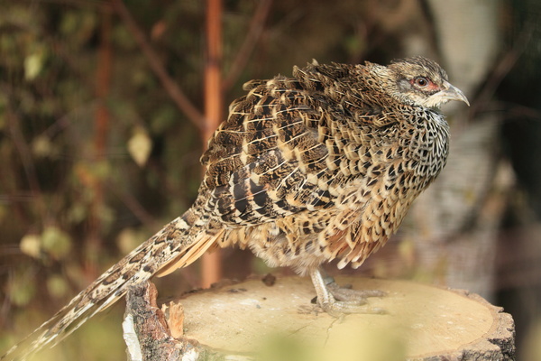 Crake Stock Photo