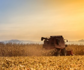 Crushing straw Stock Photo