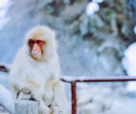 Cute hairy monkey Stock Photo
