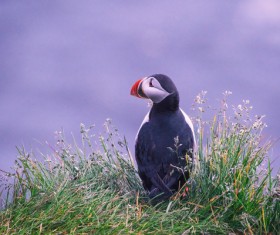 Cute wild bird on grass Stock Photo