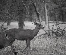 Deer black and white photo Stock Photo