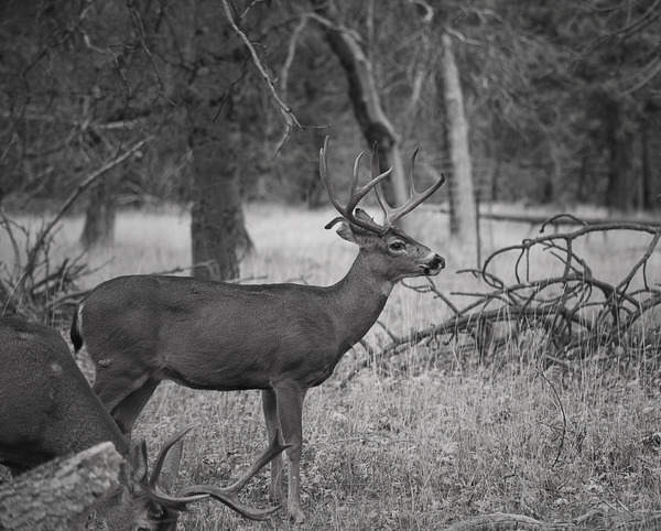Deer black and white photo Stock Photo