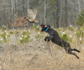 Dog catch wild pheasant Stock Photo