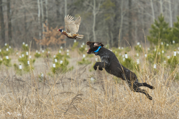 Dog catch wild pheasant Stock Photo