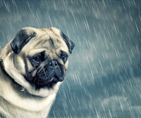 Dog in the rain Stock Photo