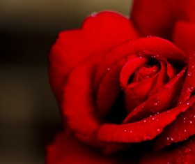 Drops of water on roses Stock Photo