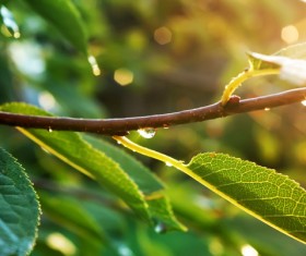 Drops of water on the plant Stock Photo
