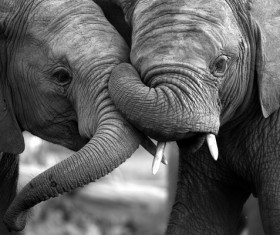 Elephant black and white photographs Stock Photo