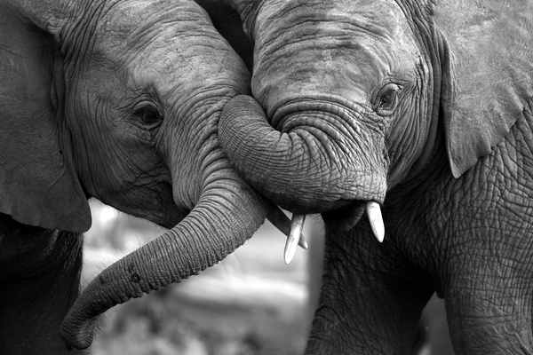 Elephant black and white photographs Stock Photo
