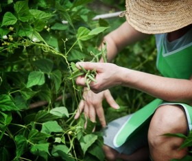 Farmer picking pole bean Stock Photo