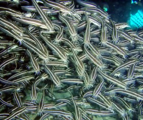 Flock of fish in the sea Stock Photo 01