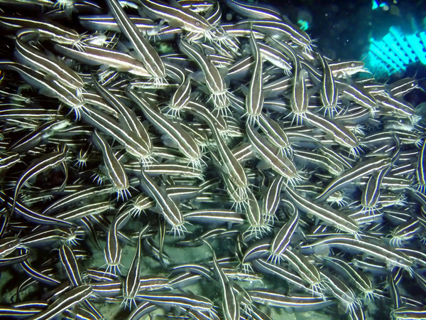 Flock of fish in the sea Stock Photo 01