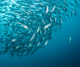 Flock of fish in the sea Stock Photo 02