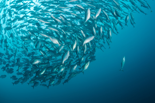 Flock of fish in the sea Stock Photo 02