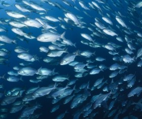 Flock of fish in the sea Stock Photo 03
