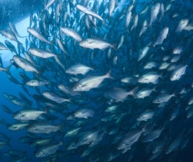 Flock of fish in the sea Stock Photo 04