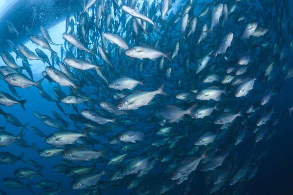 Flock of fish in the sea Stock Photo 04