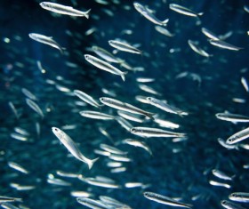 Flock of fish in the sea Stock Photo 05