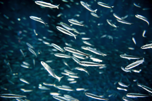 Flock of fish in the sea Stock Photo 05