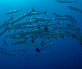 Flock of fish in the sea Stock Photo 06