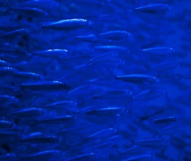 Flock of fish in the sea Stock Photo 07