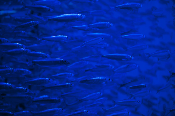 Flock of fish in the sea Stock Photo 07