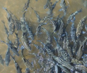 Flock of fish in the sea Stock Photo 08