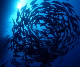 Flock of fish in the sea Stock Photo 09