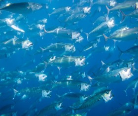 Flock of fish in the sea Stock Photo 10