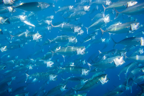 Flock of fish in the sea Stock Photo 10