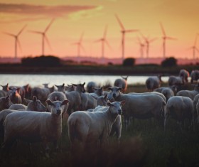Flock of sheep at Windmill Farm Stock Photo