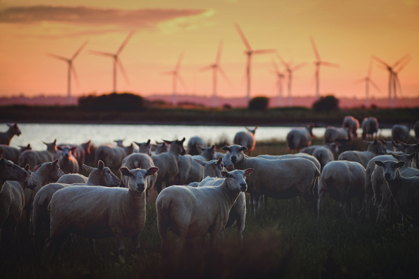 Flock of sheep at Windmill Farm Stock Photo