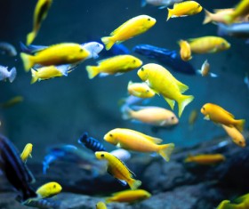 Flock of yellow fish Stock Photo
