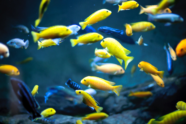Flock of yellow fish Stock Photo