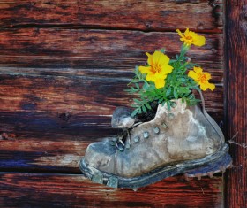 Flowers in shoes Stock Photo 03